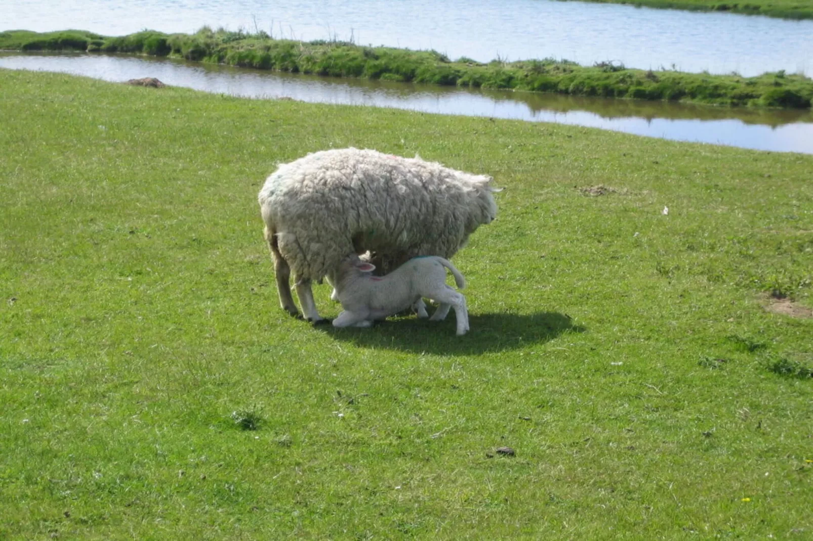 94443 - Tuinen zomer