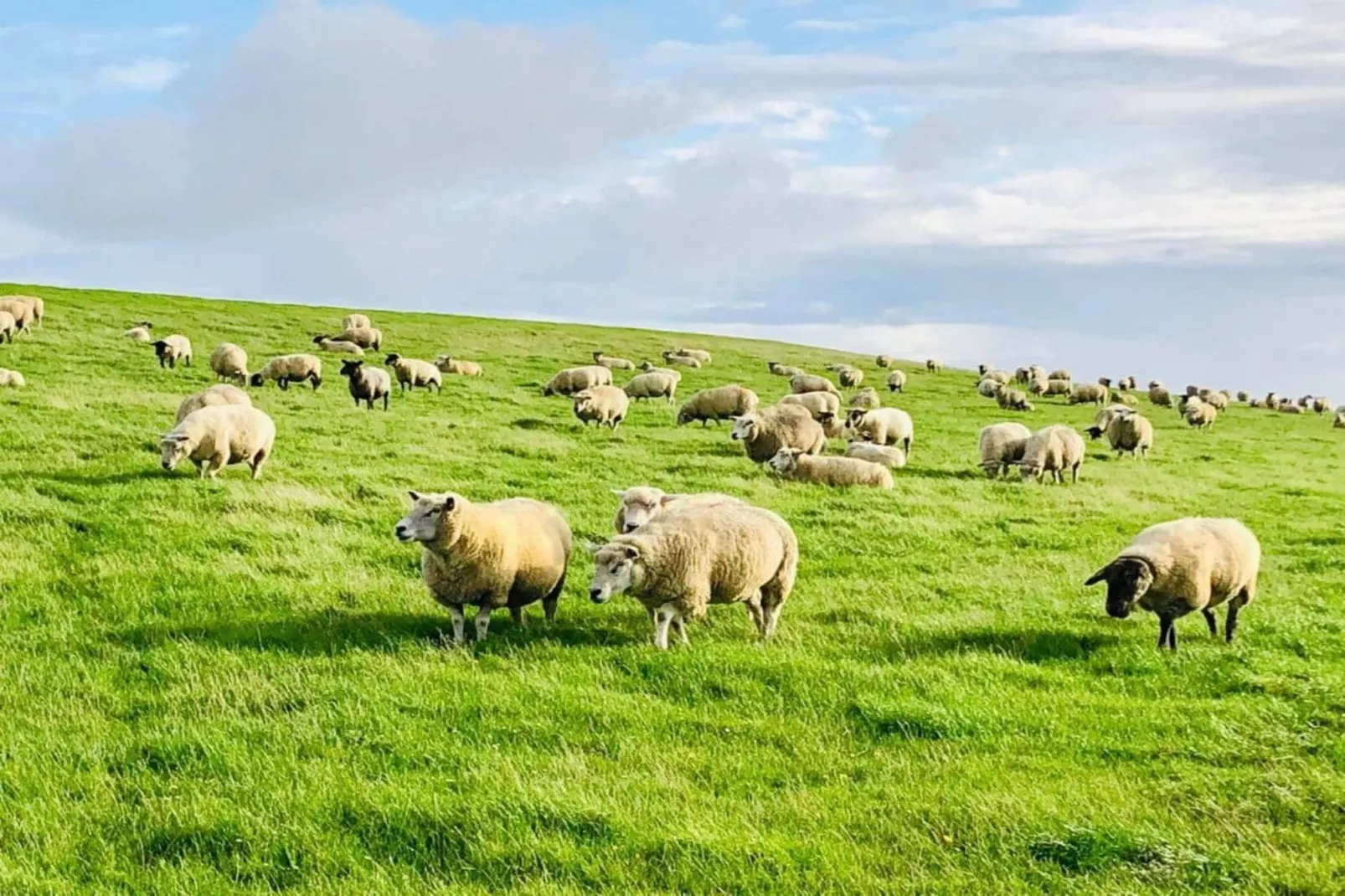 162859 - Gebieden zomer 5km