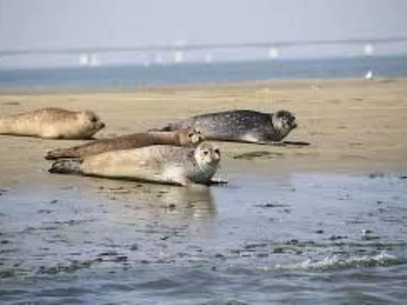 Für 6 Personen ca. 90 m&sup2; in Wemeldinge, Zeeland (Zuid-Beveland) - Image-tags.info