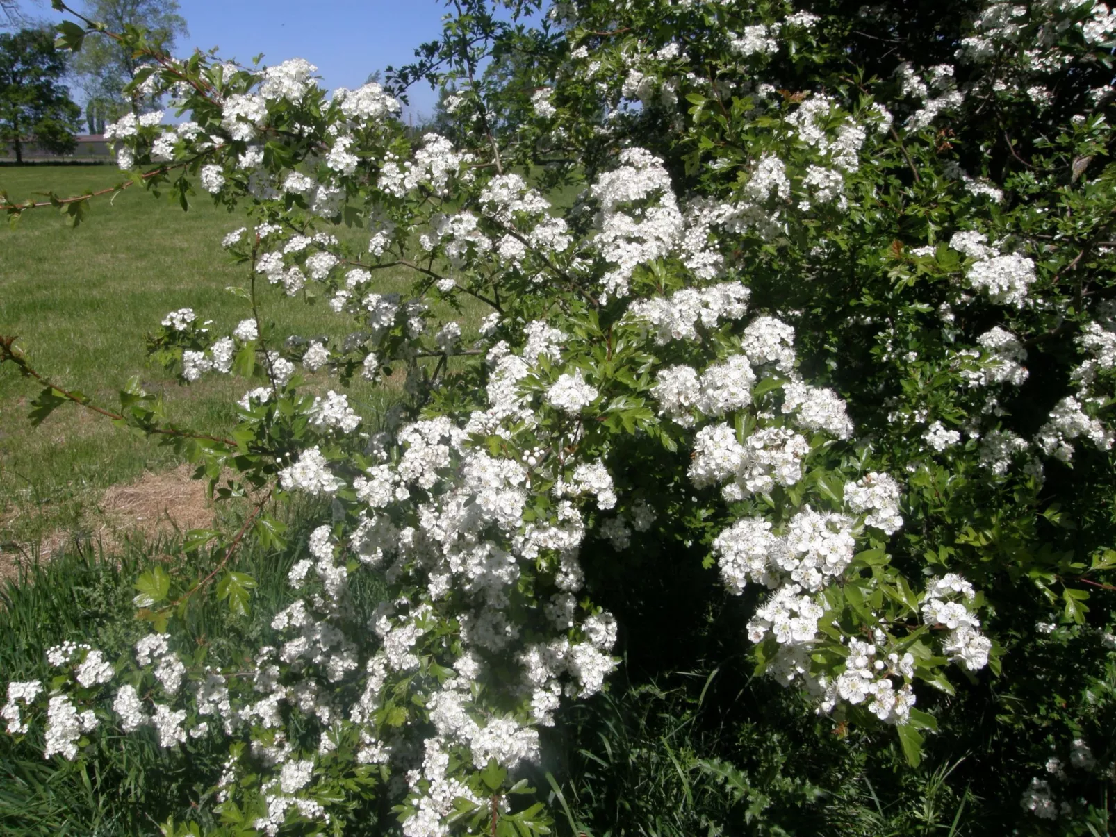 Appartement Meidoorn in Jabbeke - Image-tags.info