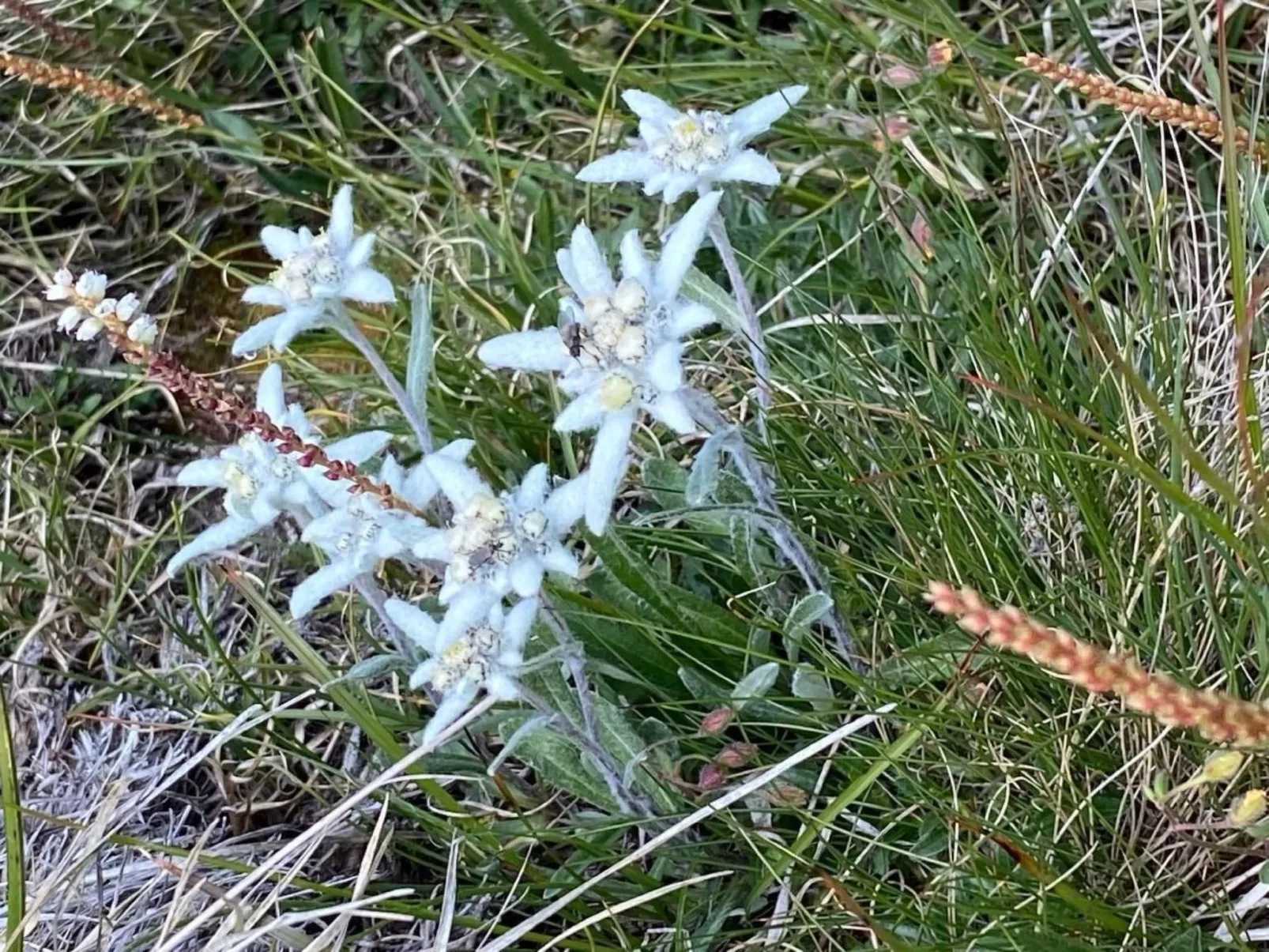 Cad Ciävra - Image-tags.info