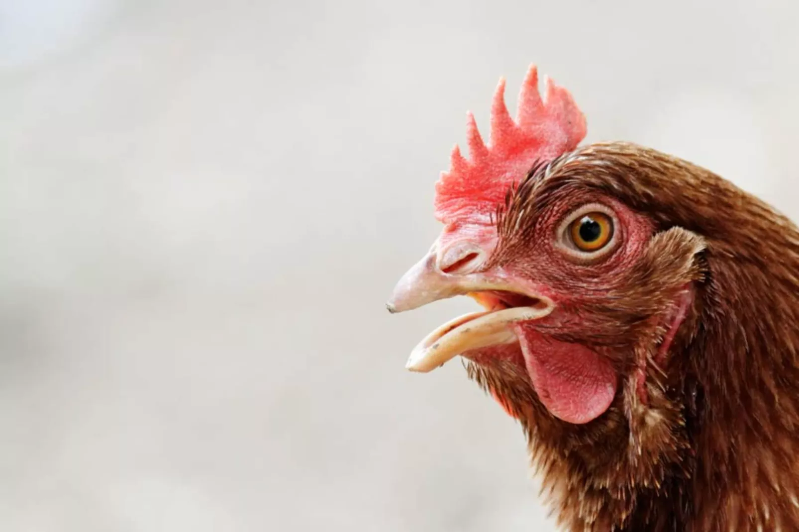 AGRITURISMO BORGO AMENO - TWO-ROOM APT 4 PAX BX4 B401 - Gebieden zomer 1km