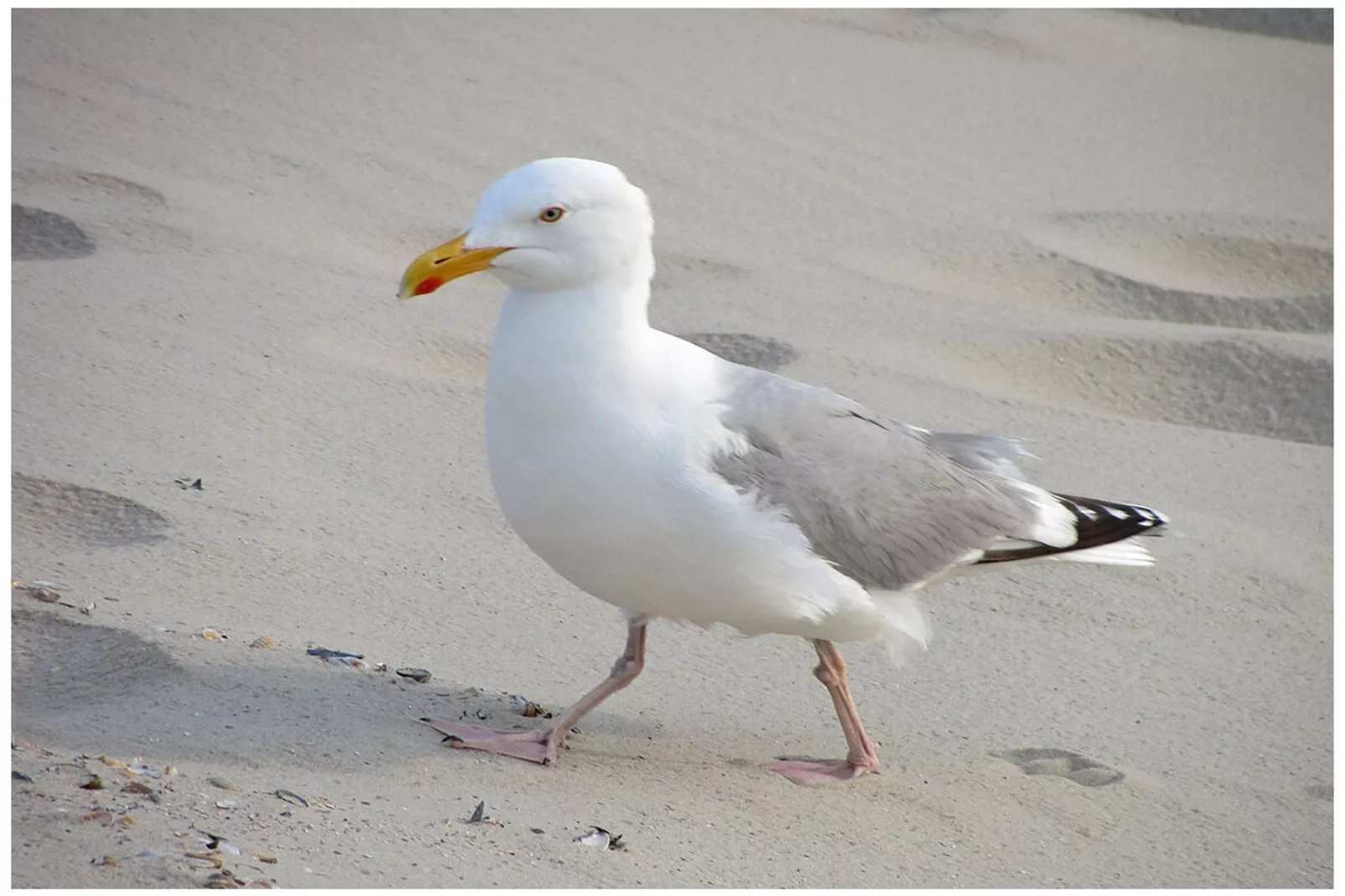 300329-Gebieden zomer 5km
