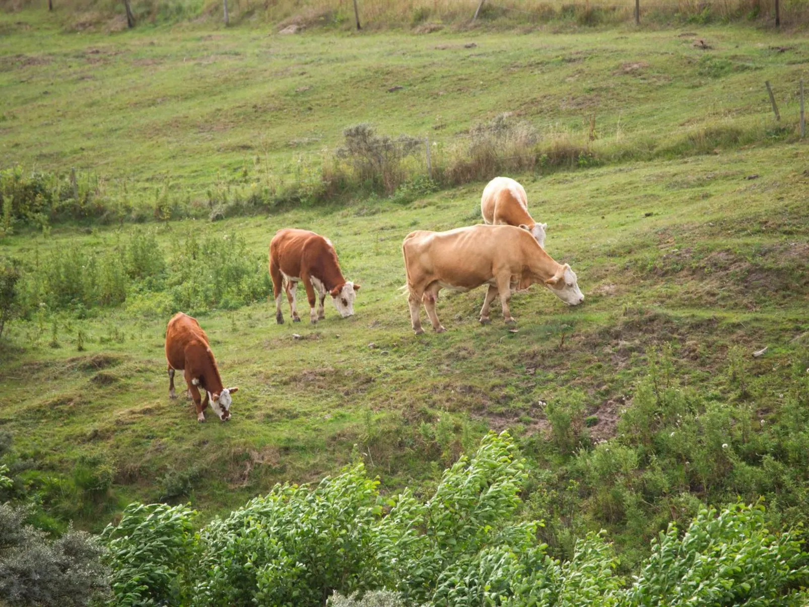 "Eeske" - 1km from the sea - Buiten