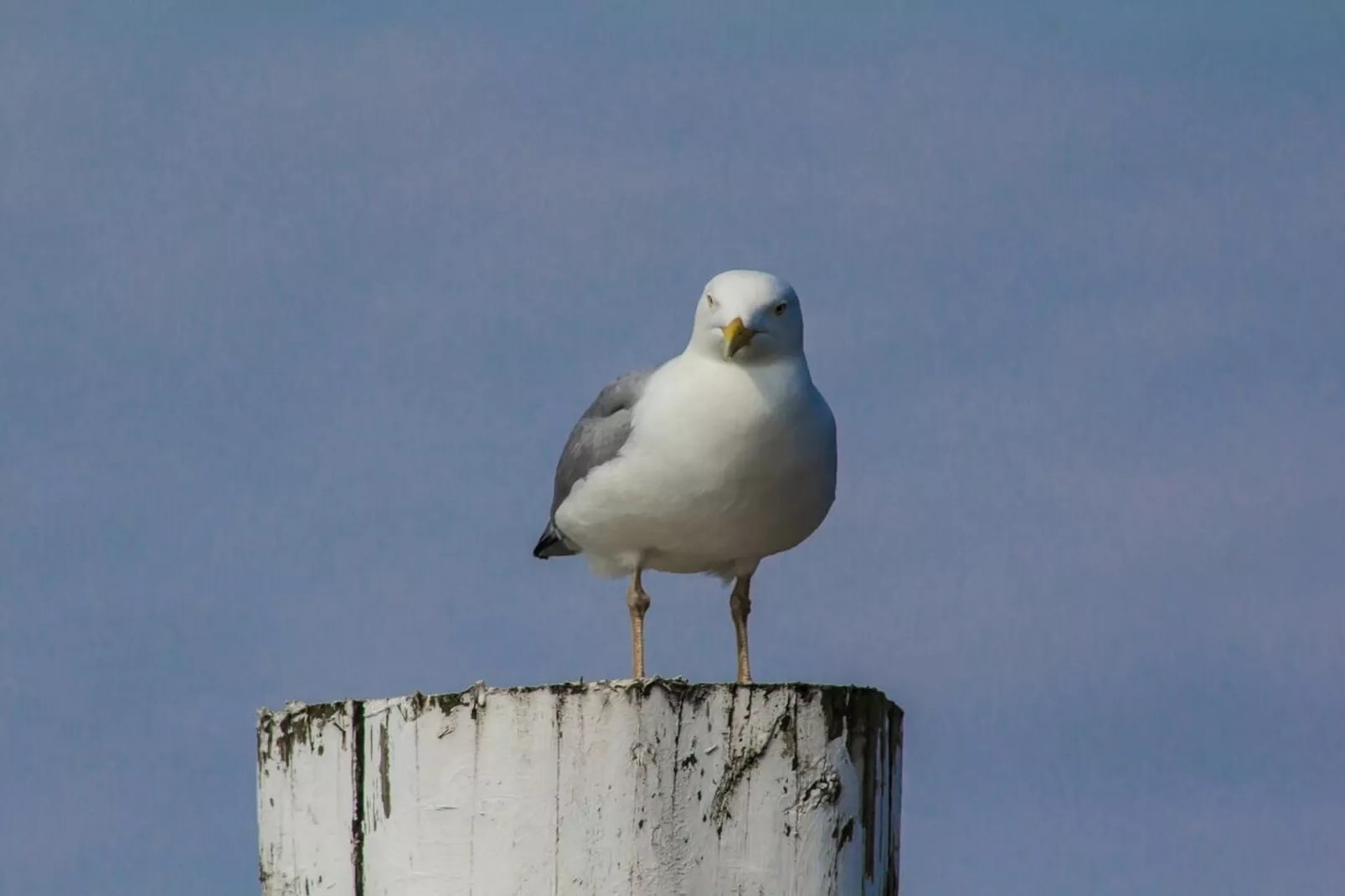 382021 - Gebieden zomer 5km