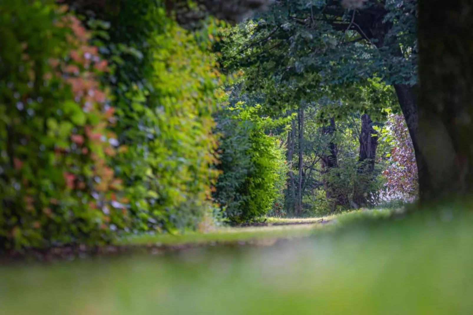 Les Cochettes N°166 - 4P8-Gebieden zomer 20km