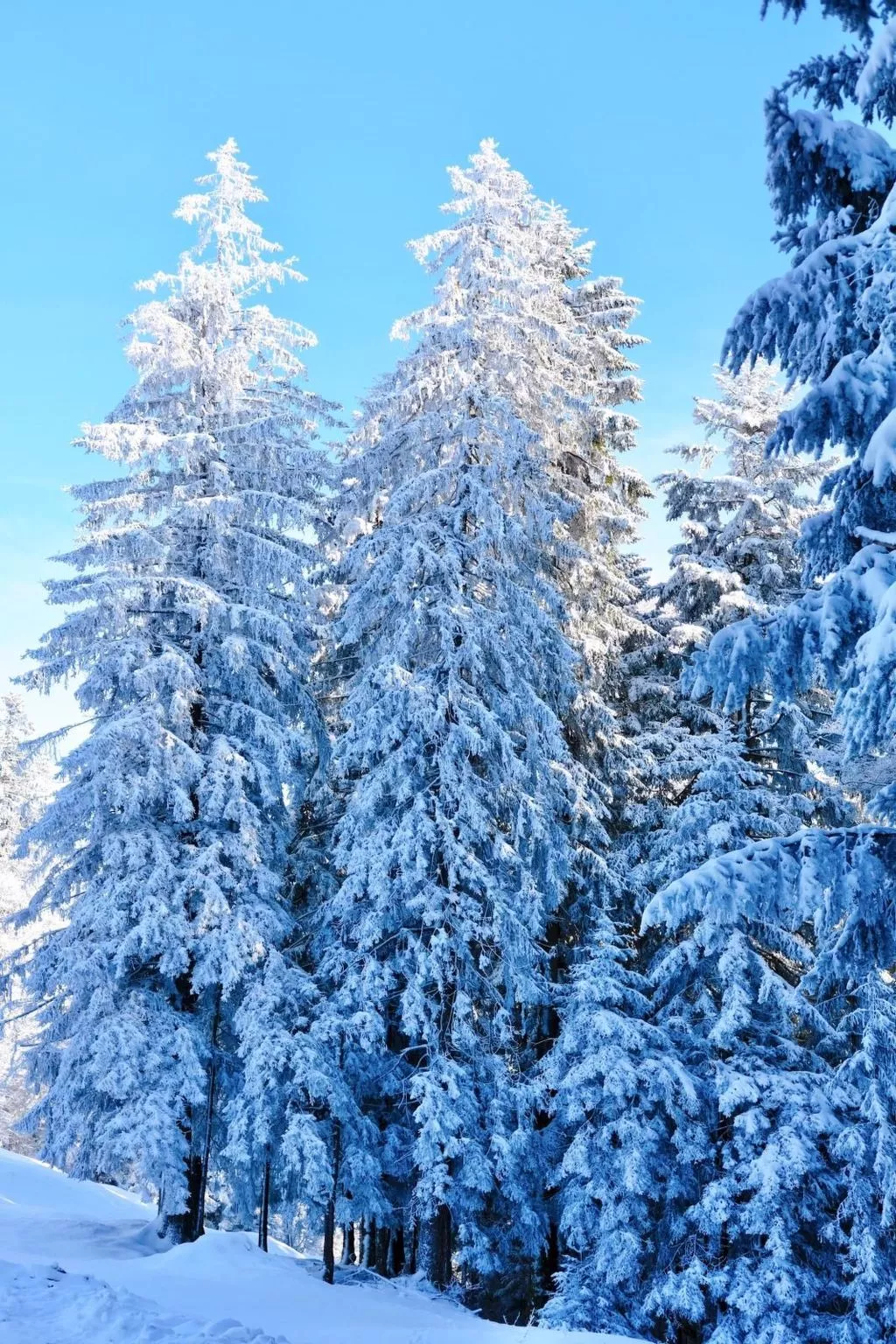 Liebevoll sanierte Wohnung in einem alten Bregenzerwälderhaus - Image-tags.info