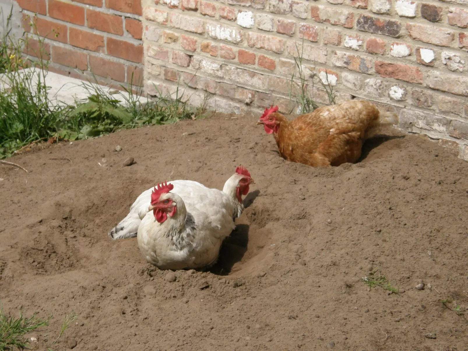 Appartement Meidoorn in Jabbeke - Image-tags.info