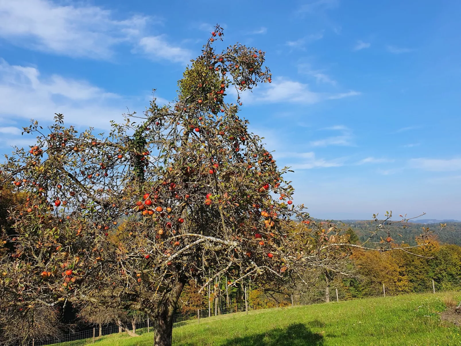 Appartement Apollo in der Wohlfühloase am Trausdorfberg mit Sauna Whirlpoolnutz-Image-tags.info
