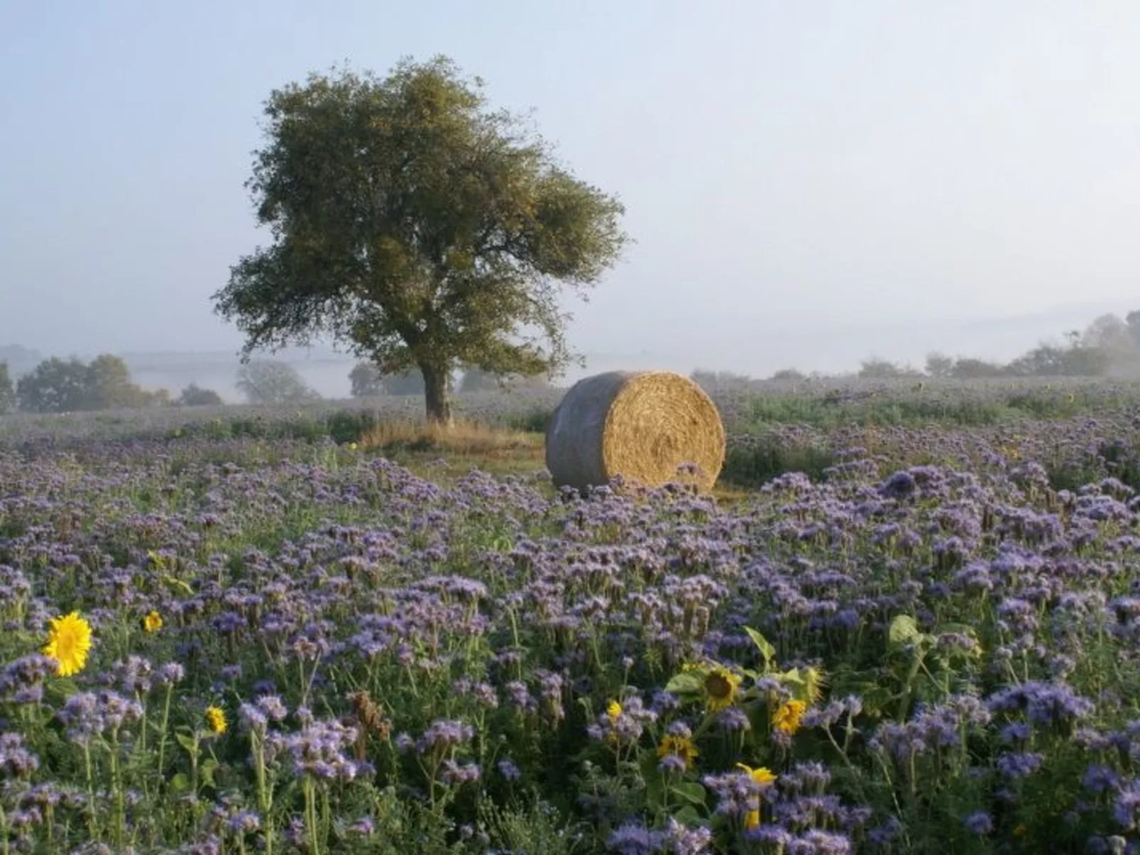 Gästehaus Margerite - Image-tags.info