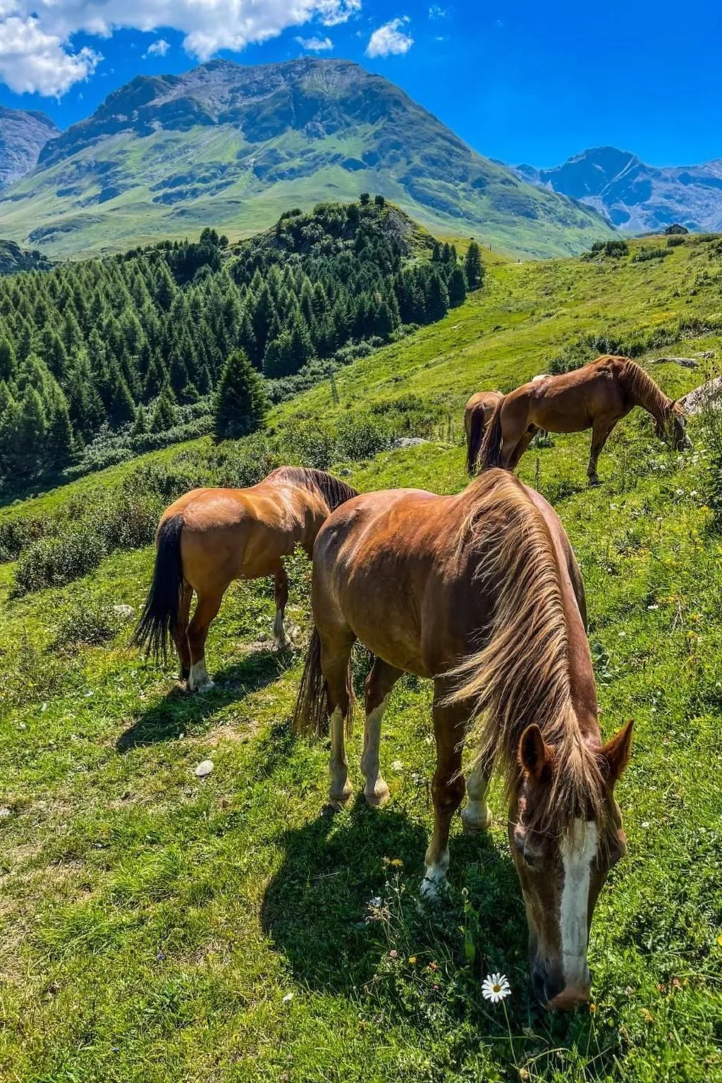 Mit Panoramablick in die Bergwelt - Image-tags.info
