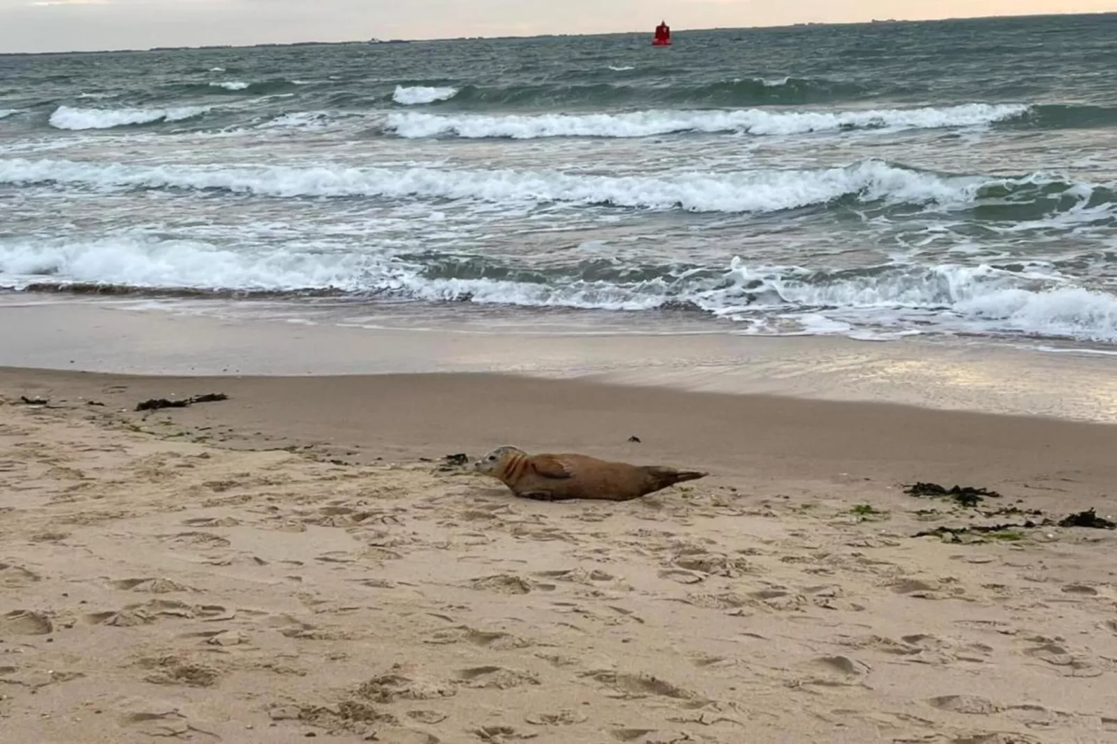 Slaapstrandhuisje - Strand dishoek 60 - Gebieden zomer 20km