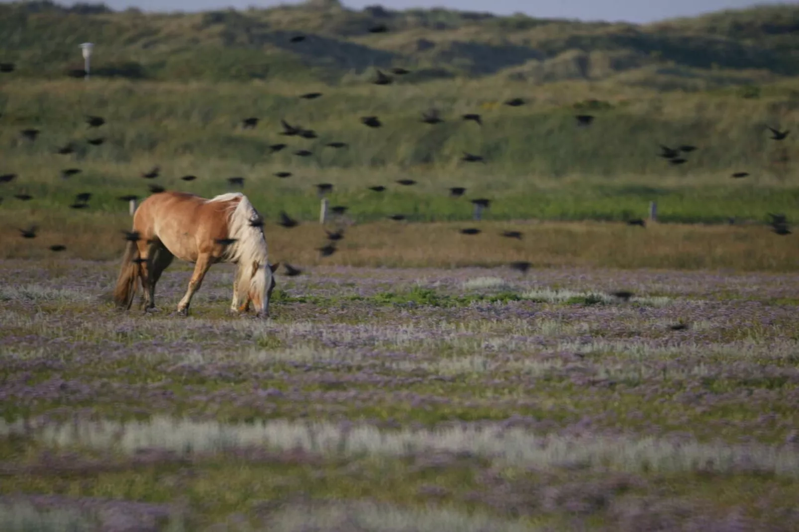 321929-Gebieden zomer 5km