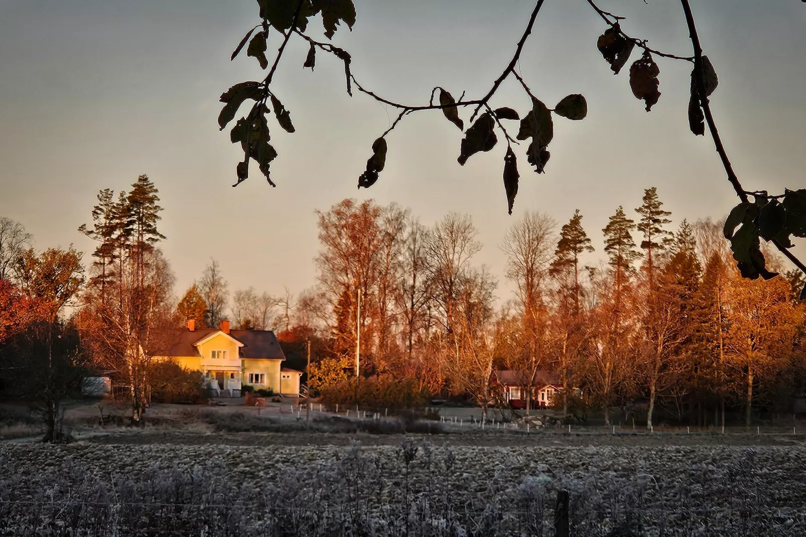 The Farm-Gebieden zomer 1km