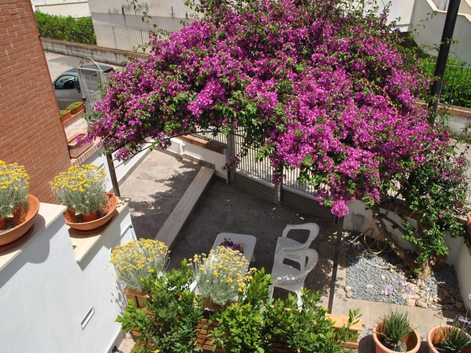 Bouganville - Buiten