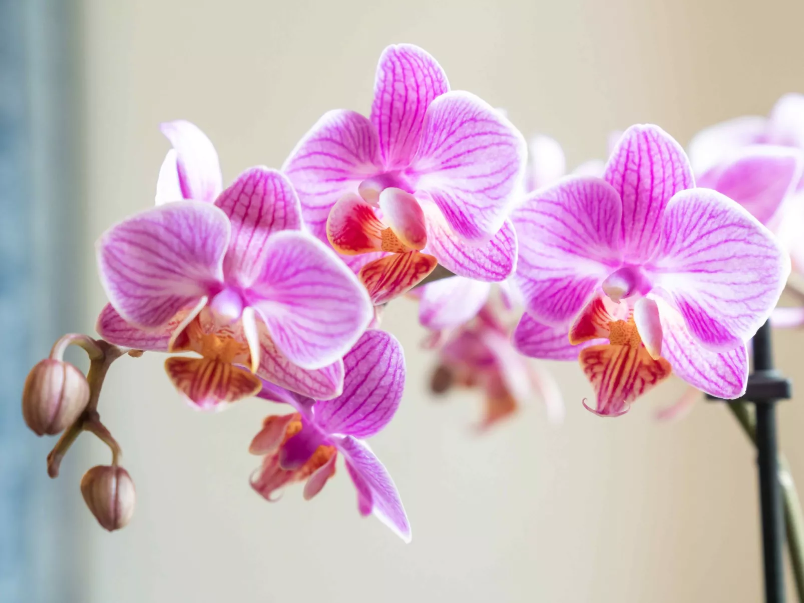 Chesa Michel Bernina - Binnen