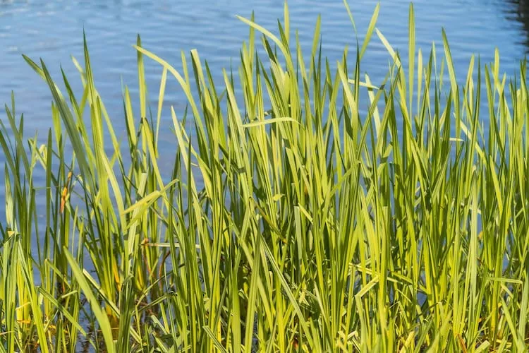 Ferienhaus Strandblick-Gebieden zomer 1km