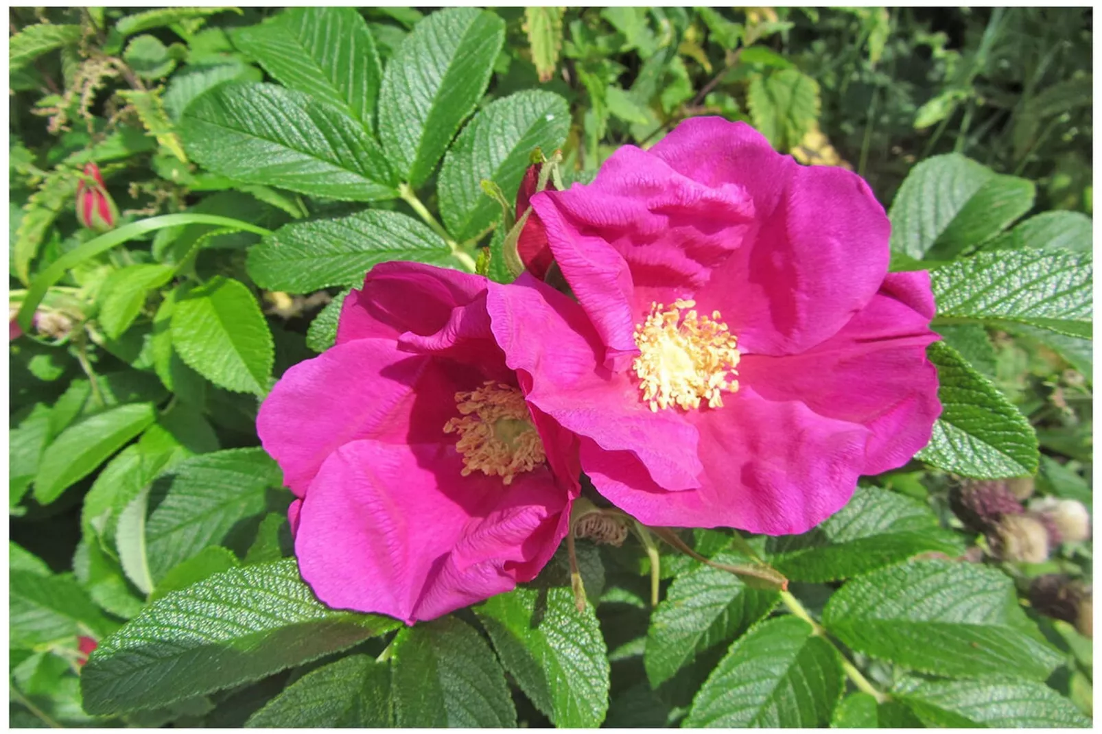 300329-Gebieden zomer 5km