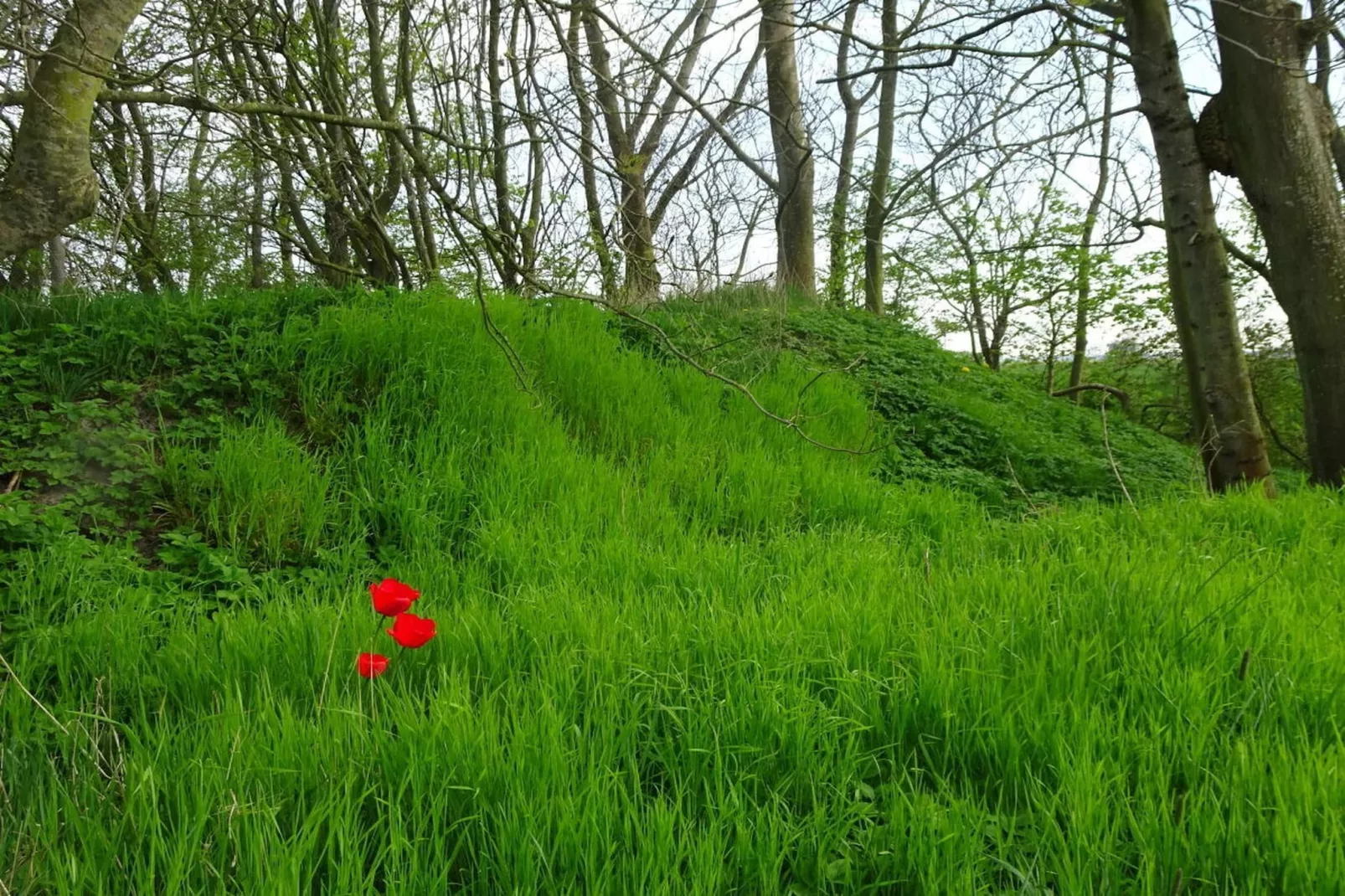 90280 - Gebieden zomer 5km