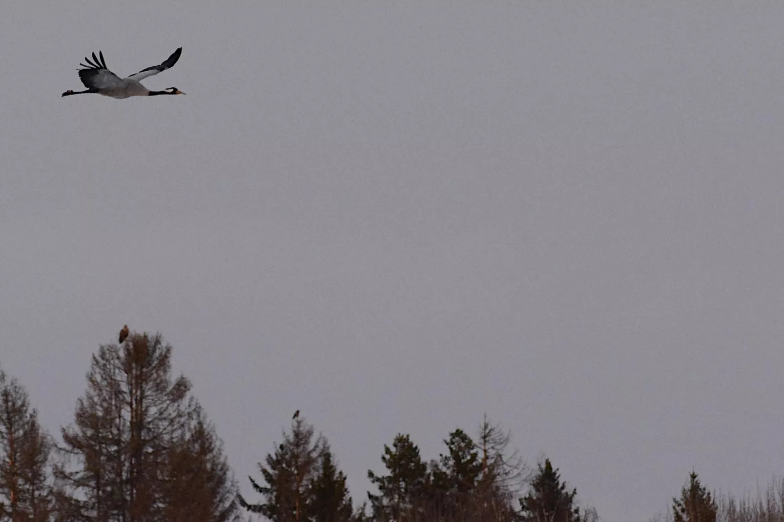 The Farm-Gebieden zomer 5km