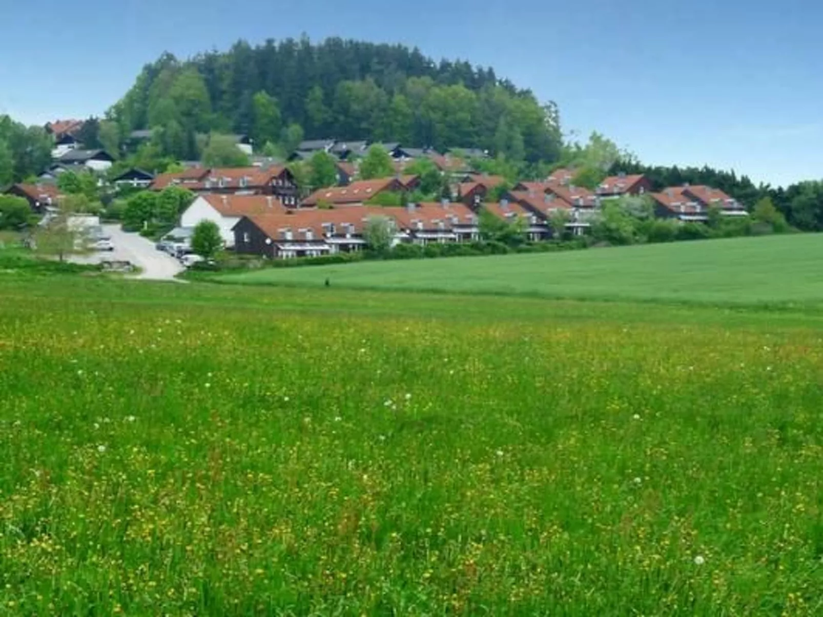 Adele - Allergiker geeignet - Image-tags.info