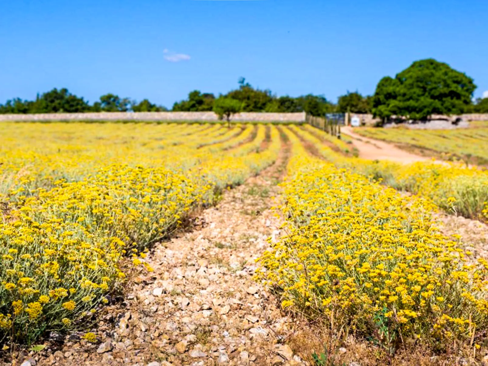 Appartement Adriana 2 - Omgeving