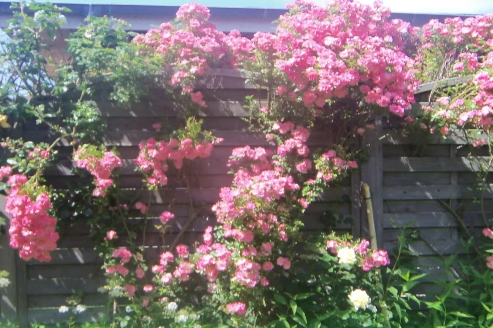 4627-Buitenkant zomer