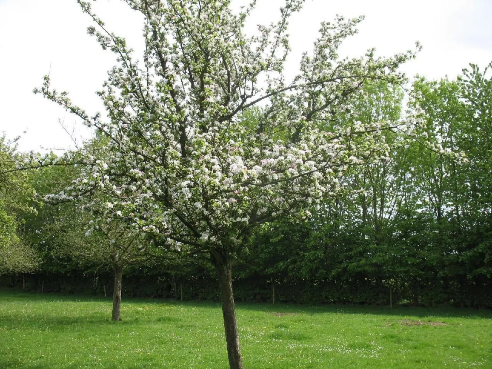 Unterkunft auf dem Bauernhof "La printanière" (Die Frühlingsfrau)-Buiten
