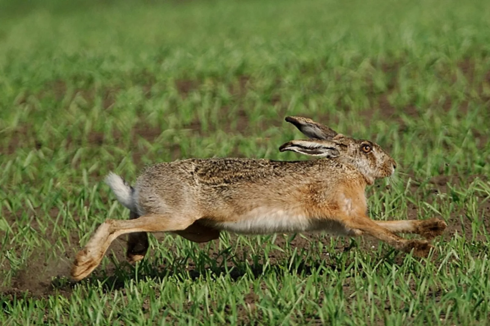 Casa Rosolina-Gebieden zomer 1km