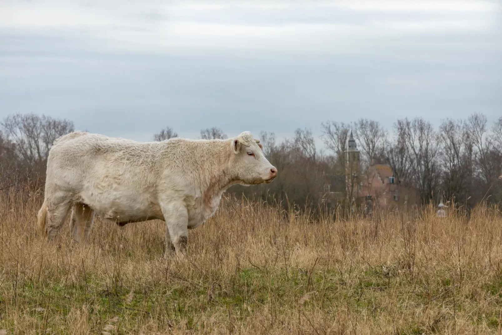 Zonnedorp 26 Renesse: Comfortable Beach Holiday on the North Sea-Niet-getagd