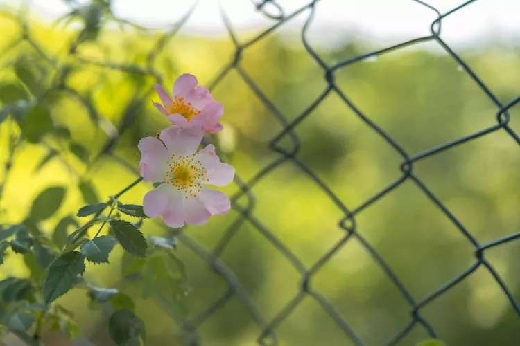 Ferienhaus Strandblick-Gebieden zomer 1km