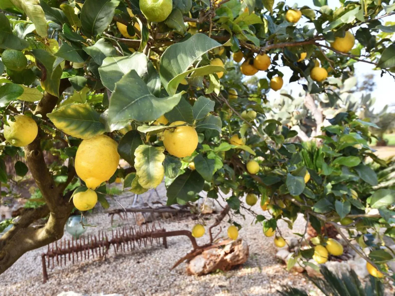 Hort de sa Barrala - Buiten