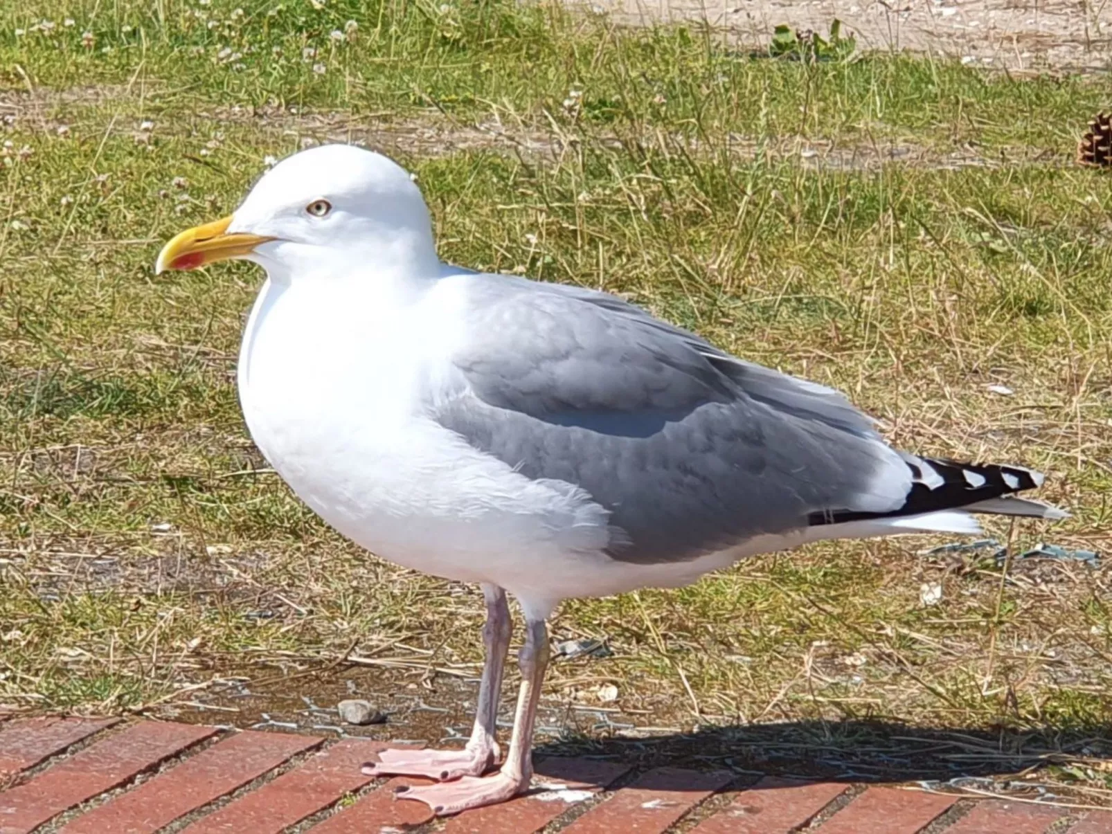 Komfortable Ferienwohnung in Ostseebad Damp mit Großer Terrasse - Image-tags.info