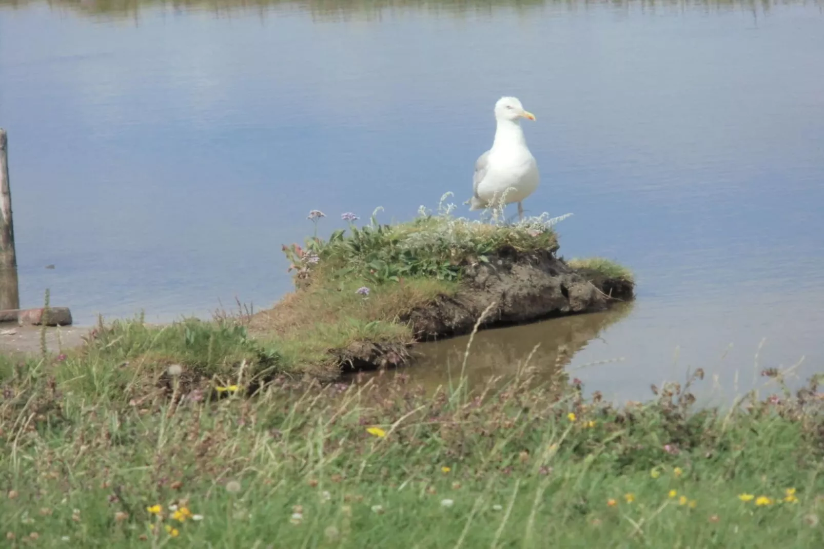 46450 - Image-tags.water view