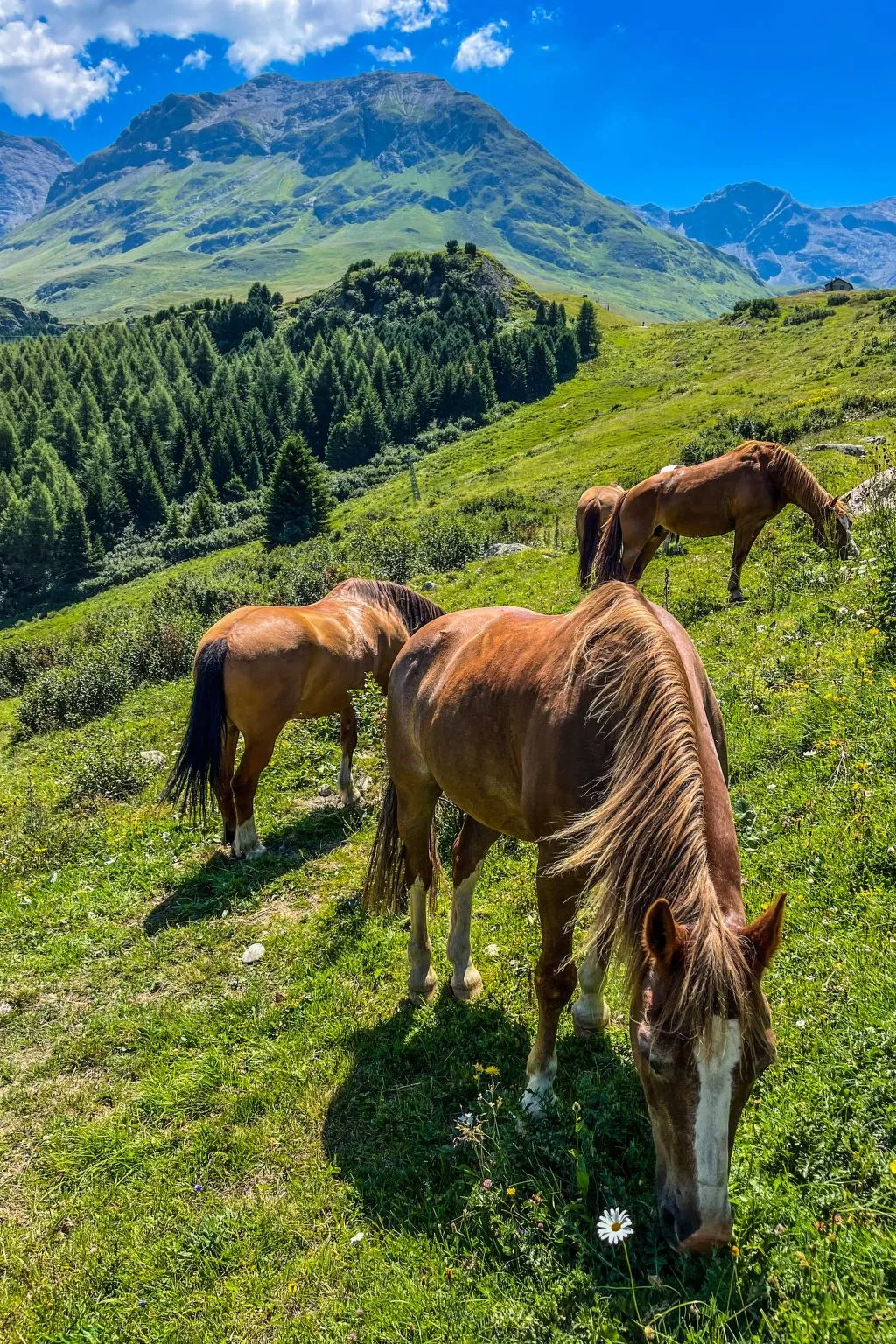 Mit Blick in die Berge - Image-tags.info