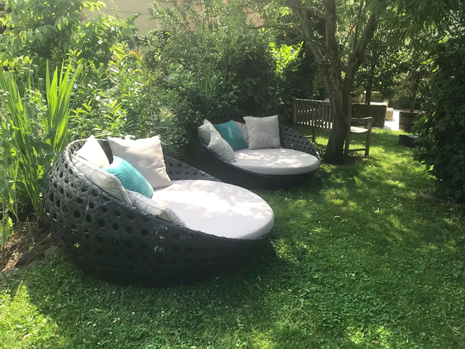 Olive Tree - Image-tags.info