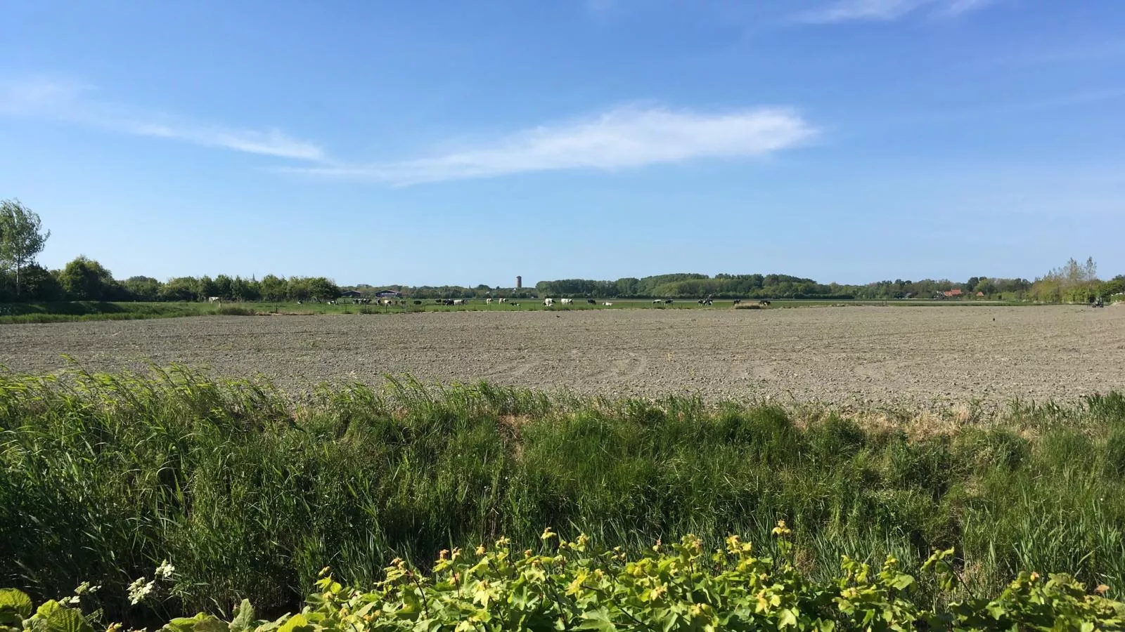 De Zomerbij - Gebieden zomer 1km