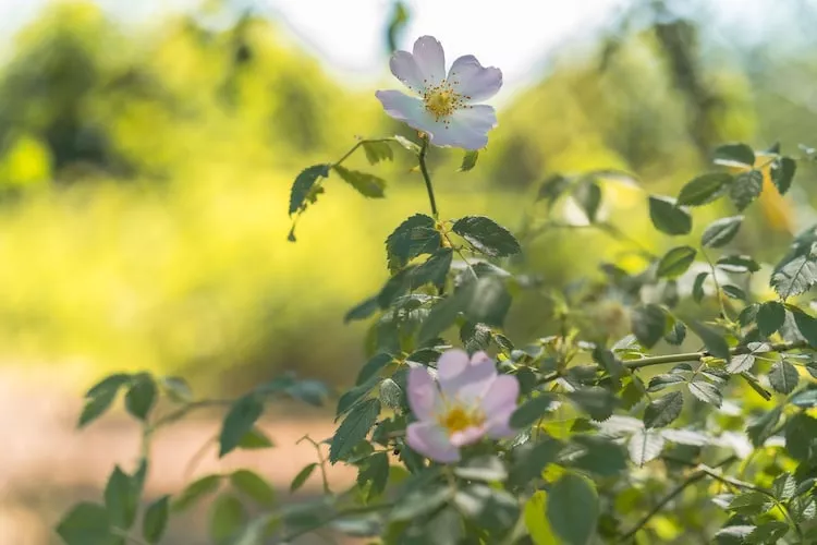 Ferienhaus Strandblick-Gebieden zomer 1km