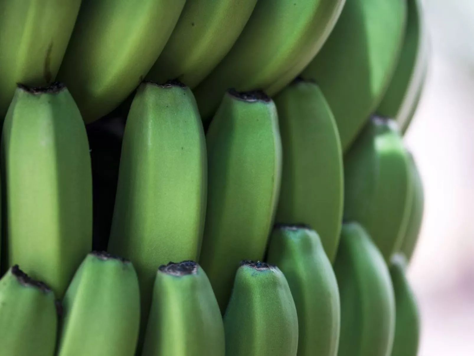 In Costa Meloneras mit Großem gemeinsamem Pool - Image-tags.info