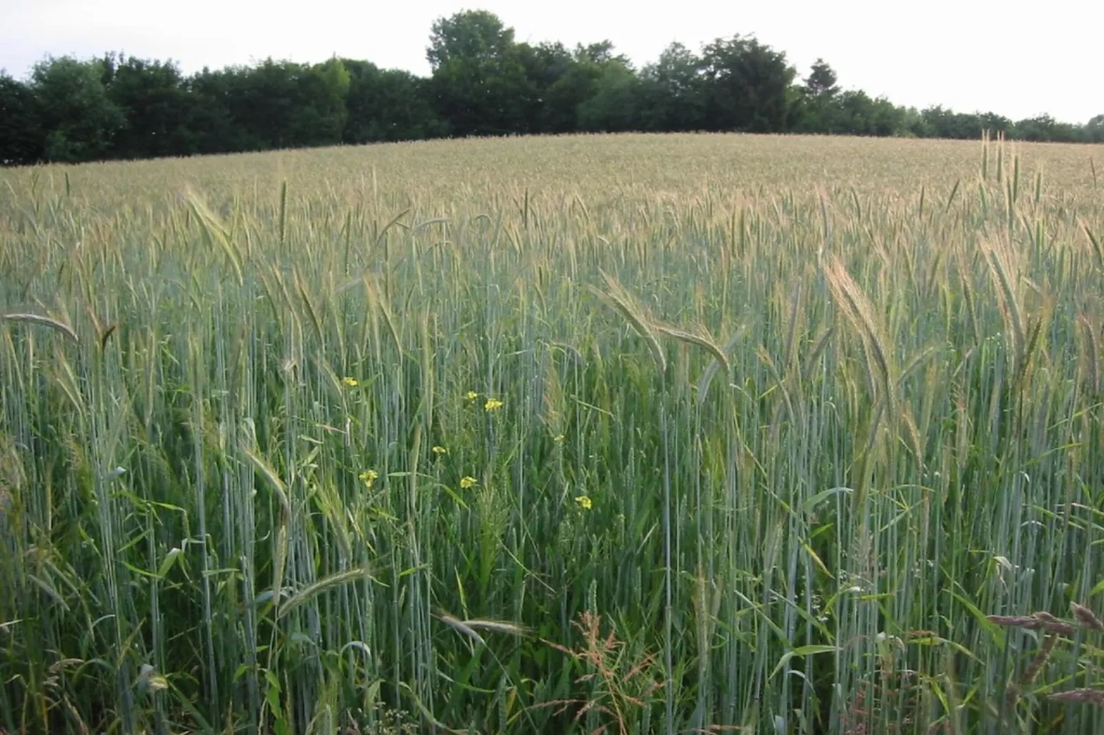 Schaelsbergerbosch - Fireplace & Sauna-Gebieden zomer 20km