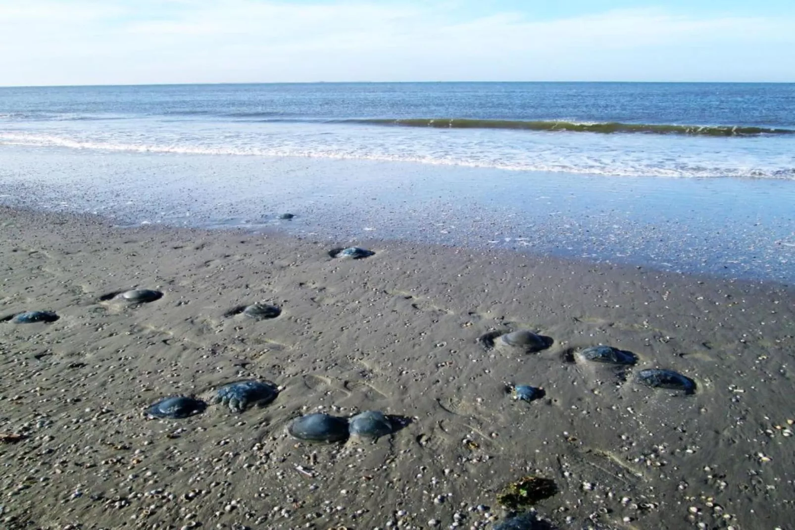 Duinchalet Ameland-Gebieden zomer 20km