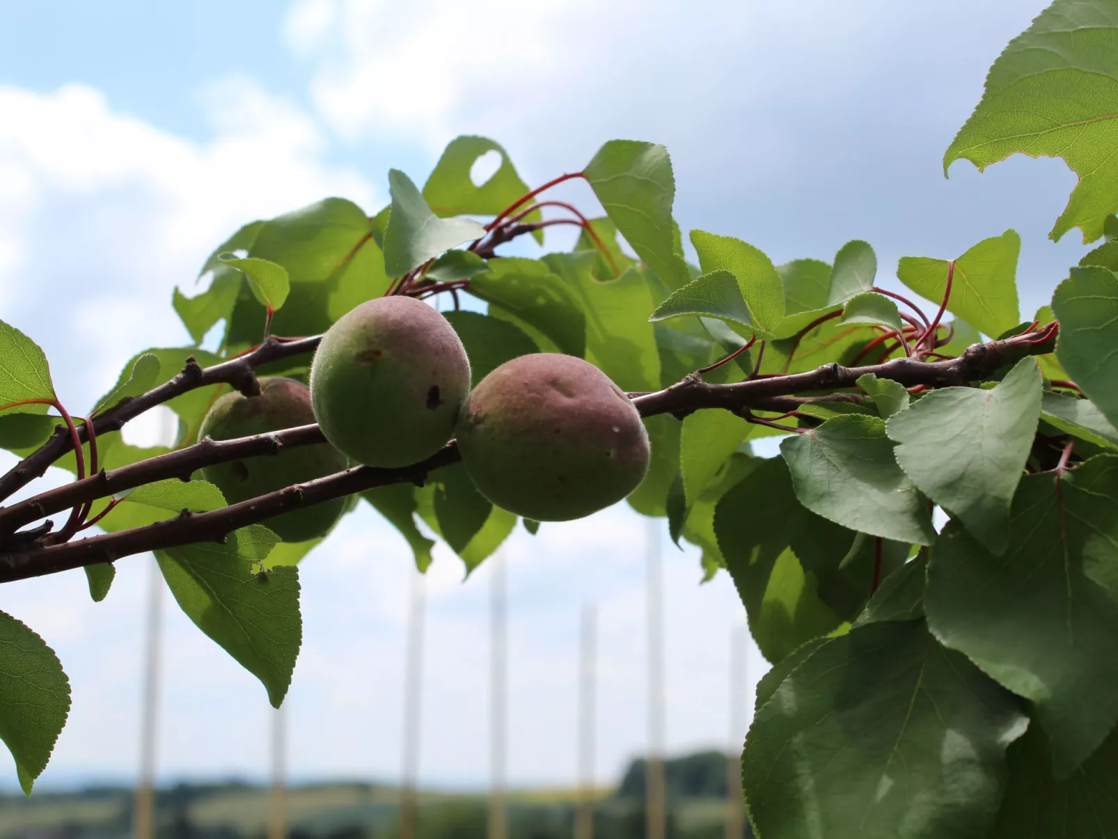 Almyssen - Image-tags.info