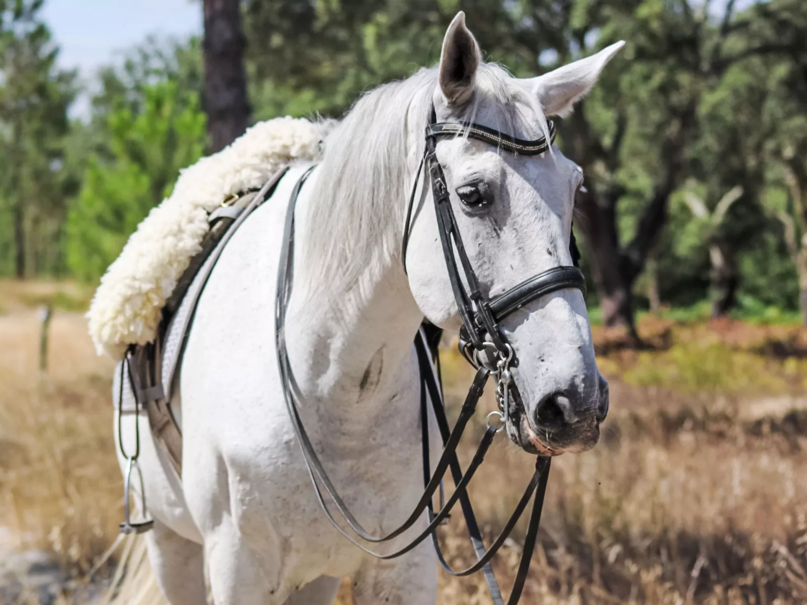 Villa Cegonha-Buiten