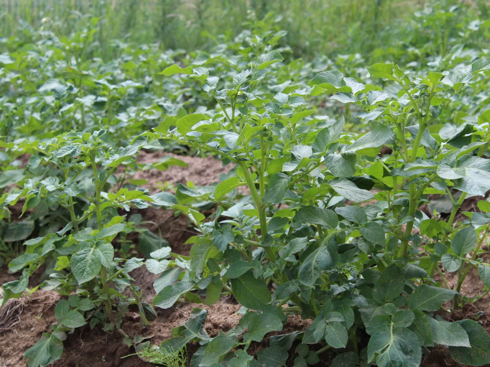 Almyssen - Image-tags.info