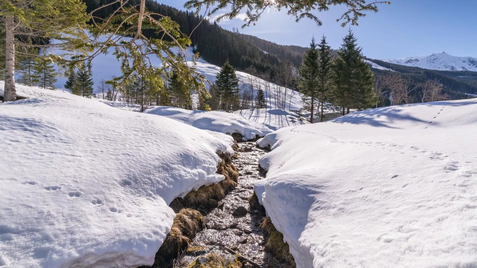 Barney M - Gebied winter 1km