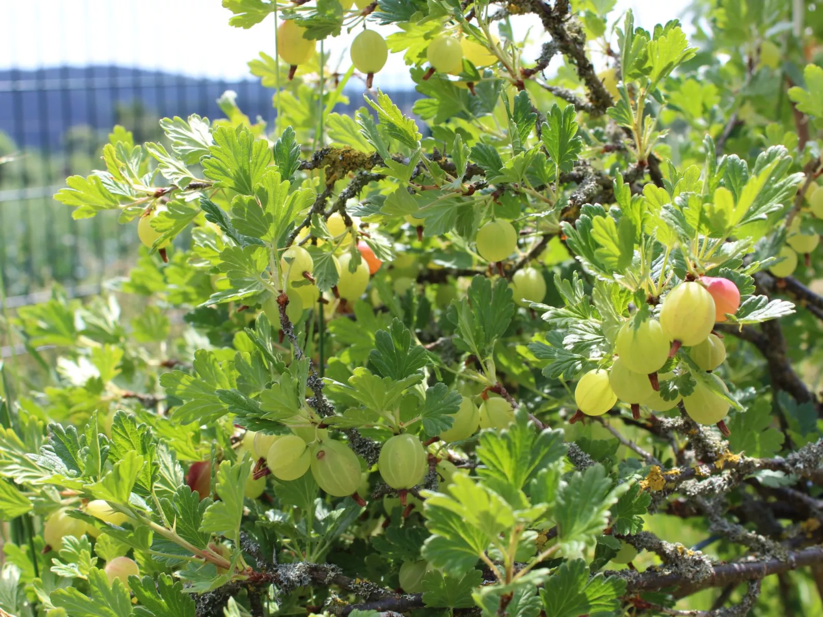 Almyssen - Image-tags.info