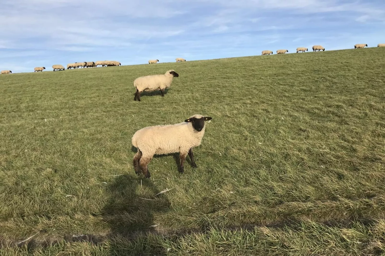 131094-Gebieden zomer 5km