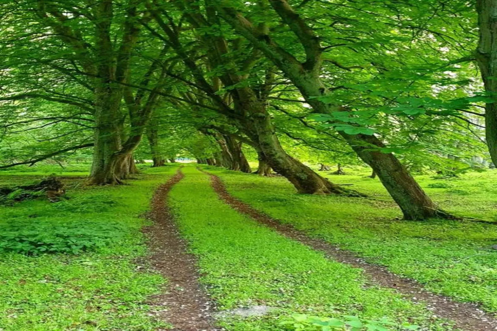 Ferienwohnung Eva mit Meerblick - strandnah - Gebieden zomer 20km