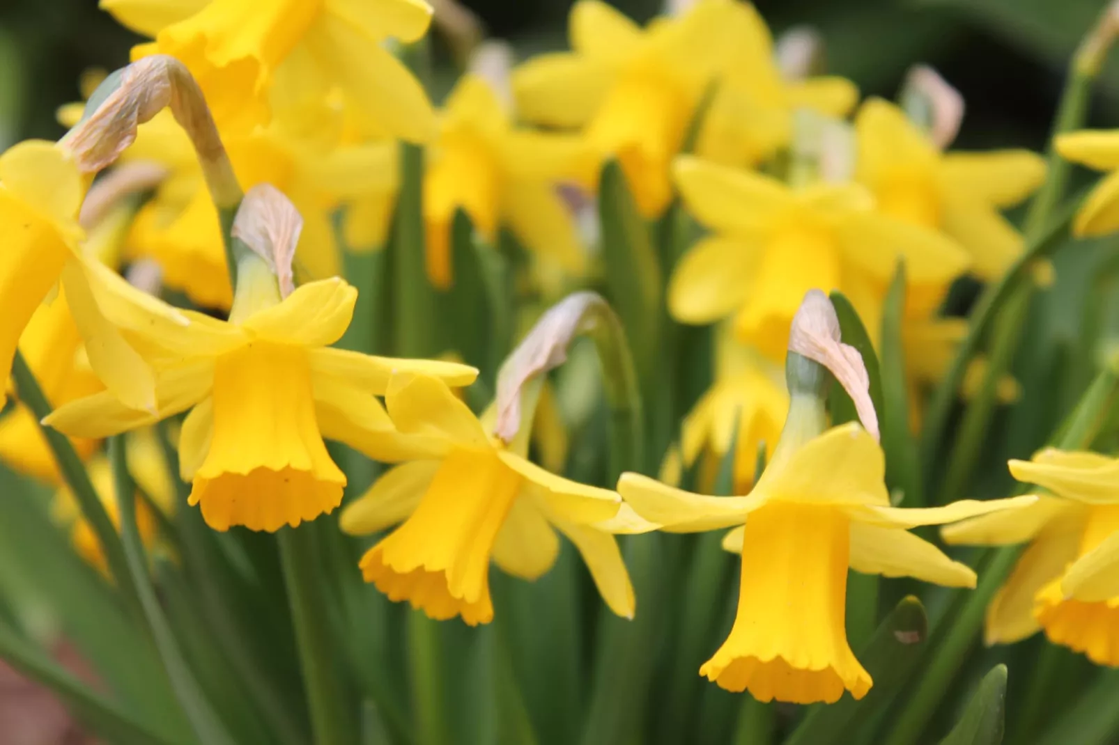Strandnahes Ferienhaus Walter mit Meerblick - Tuinen zomer