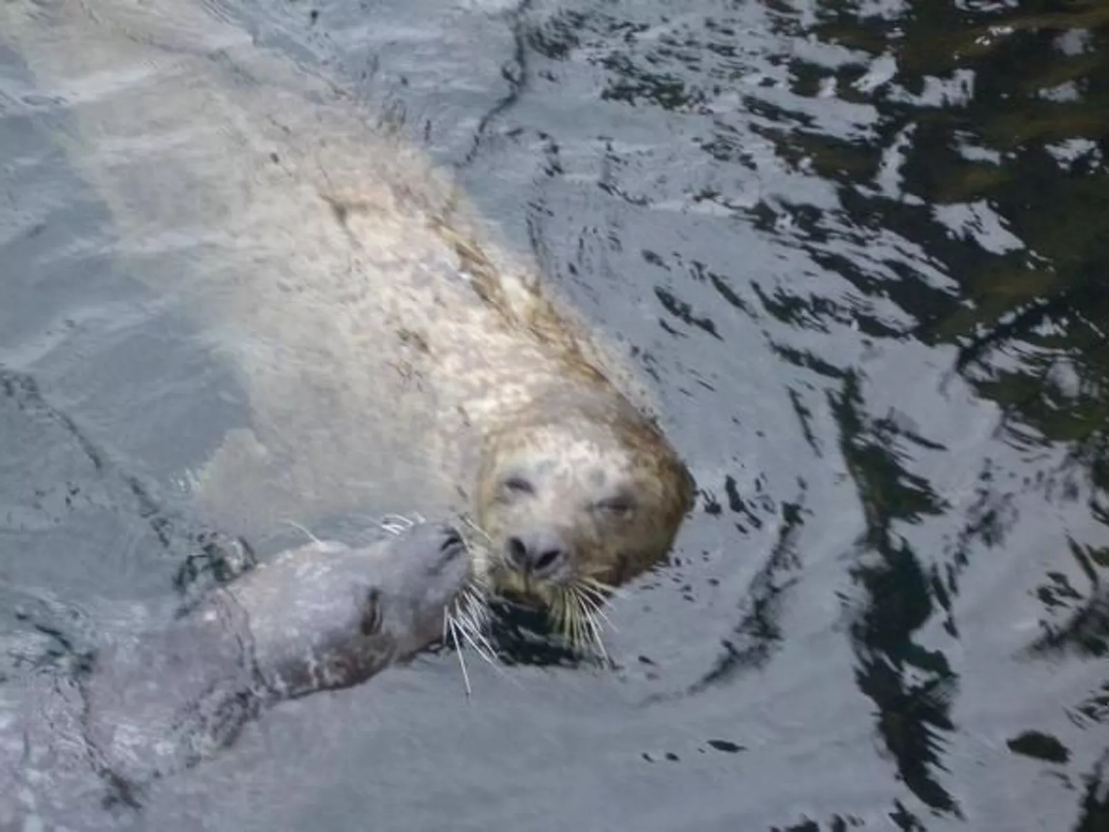 Wellnesshaus Seeperle - All Inklusive - Image-tags.info